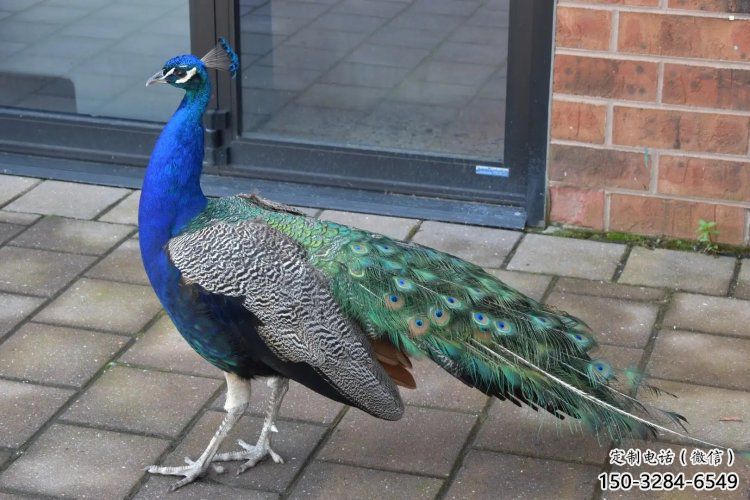 彩繪孔雀雕塑精品，標(biāo)識雕塑，小區(qū)仿真孔雀雕塑供給?